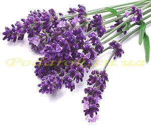 Отдушка "Лаванда" - усил. конц.