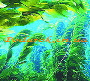 Экстракт Ламинарии (морской водоросли)