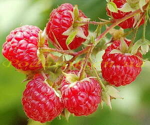 Отдушка "Малина" - уcіл. конц.