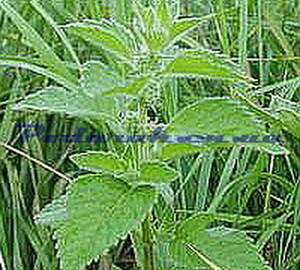 Отдушка "Листя м'яти з нотами зелені"