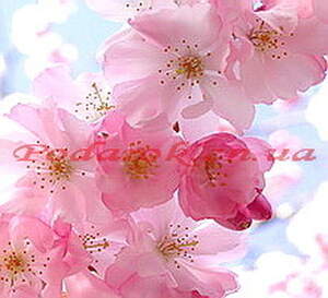 Отдушка "Квіти сакури"