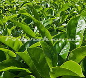 Екстракт листя зеленого чаю