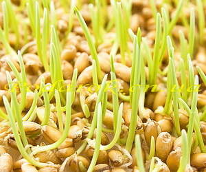 Гідролізат протеїнів пророслої пшениці