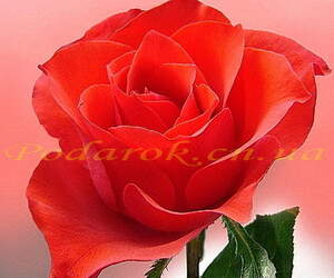 Отдушка "Троянда і шовк" - підсил. конц.