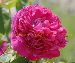 Отдушка "Троянда дамаська" - підсил. конц.