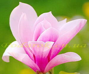 Отдушка "Луїзіанська магнолія" - підсил. конц.