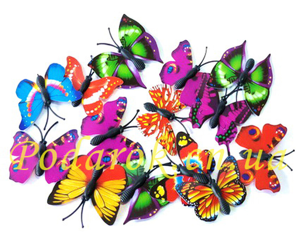 Метелики різнокольорові
