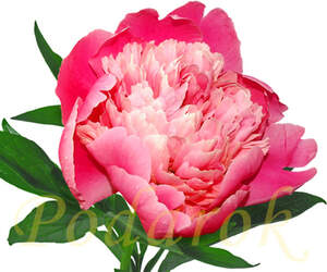 Отдушка "Чарівність півонії" - підсил. конц.