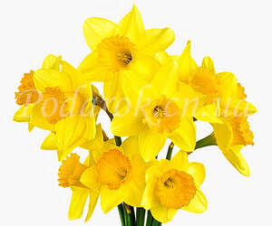 Отдушка "Букет нарцисів" - підсил. конц.